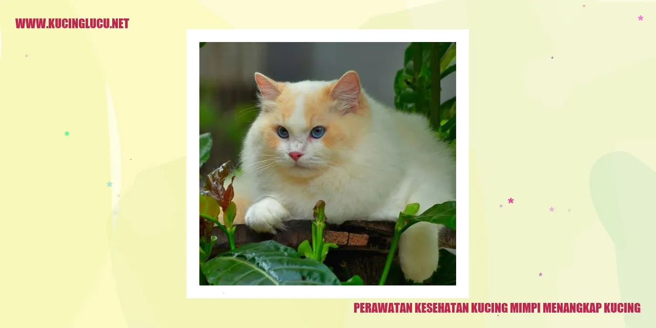Perawatan Kesehatan Kucing
