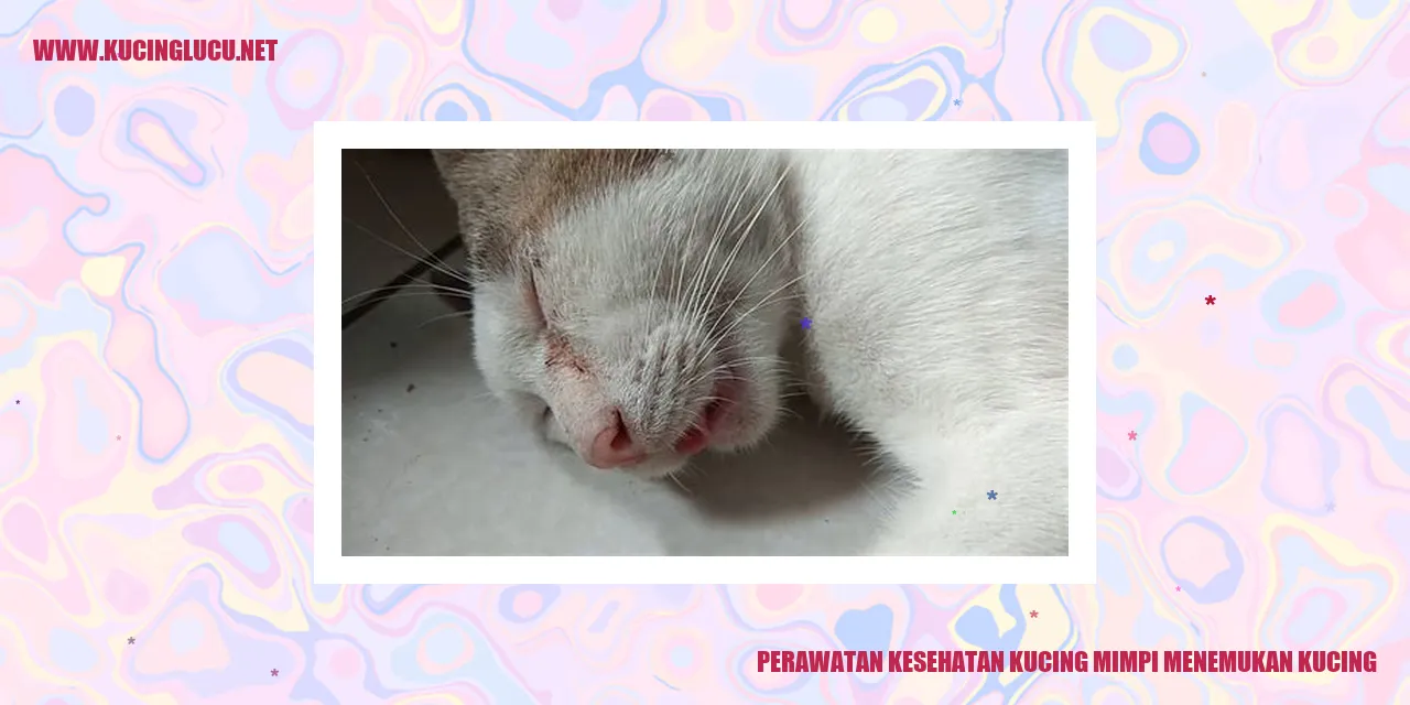 Perawatan Kesehatan Kucing mimpi menemukan kucing