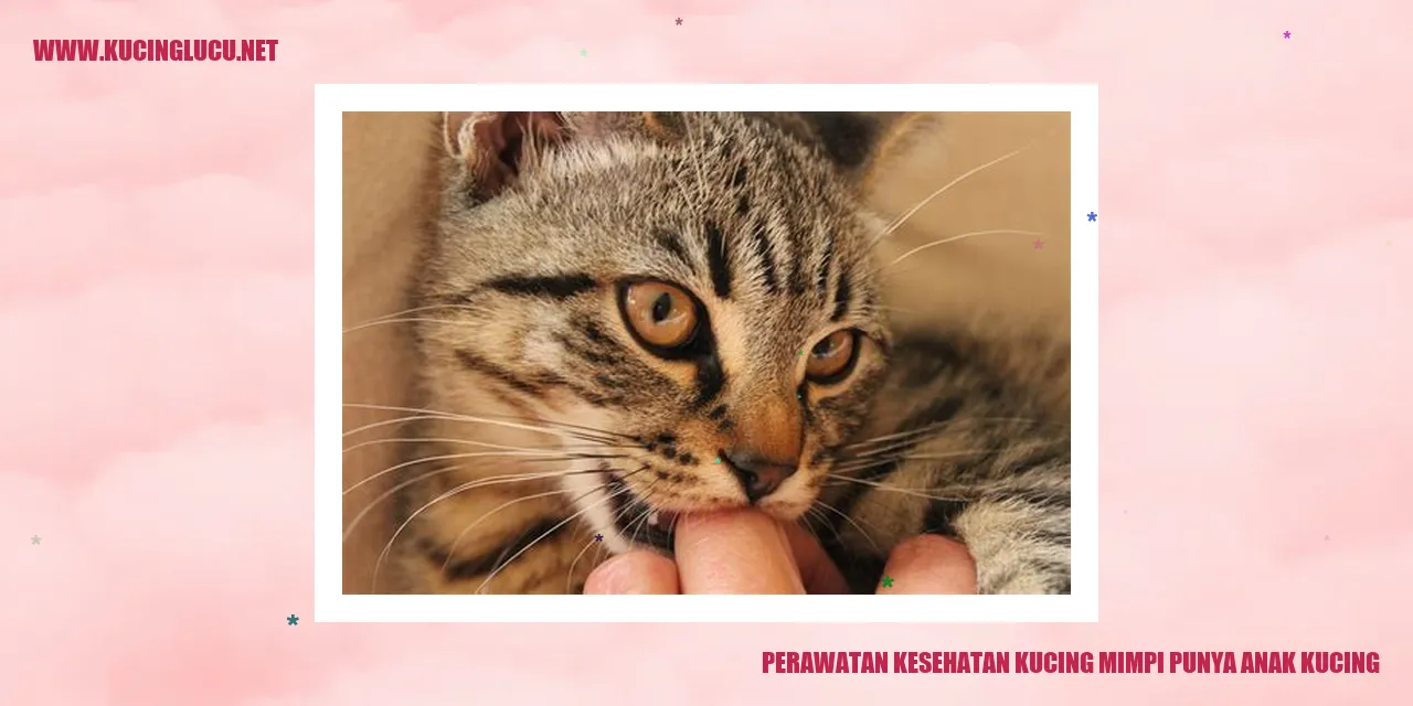 Gambar kucing yang mengharapkan anak kucing