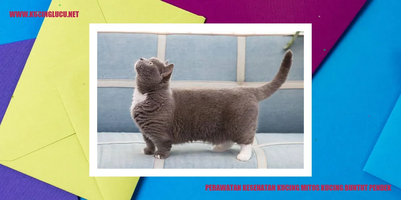 Kucing Ekor Pendek