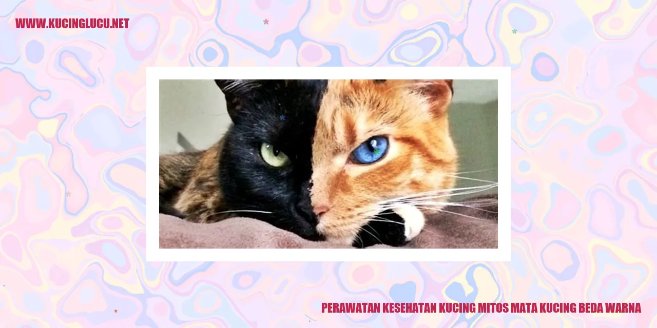 Kucing dengan Mata Beda Warna