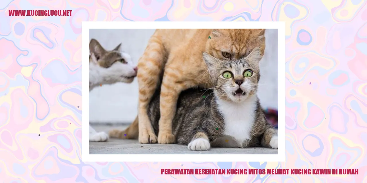 Perawatan Kesehatan Kucing mitos melihat kucing kawin di rumah