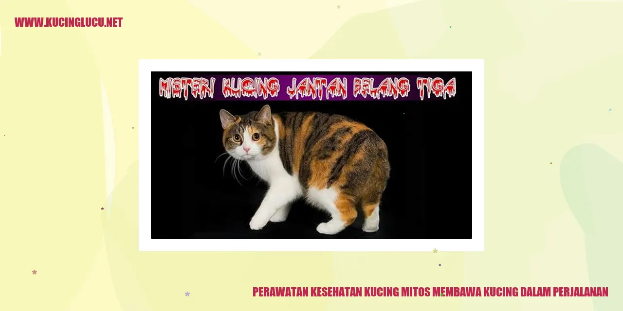 Perawatan Kesehatan Kucing membawa kucing saat perjalanan