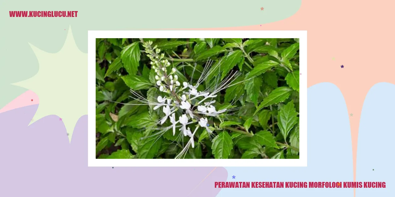Kucing dengan kumis yang indah