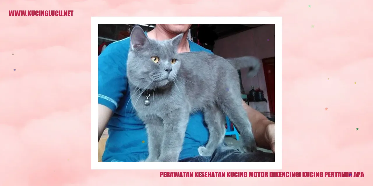 Ilustrasi kucing