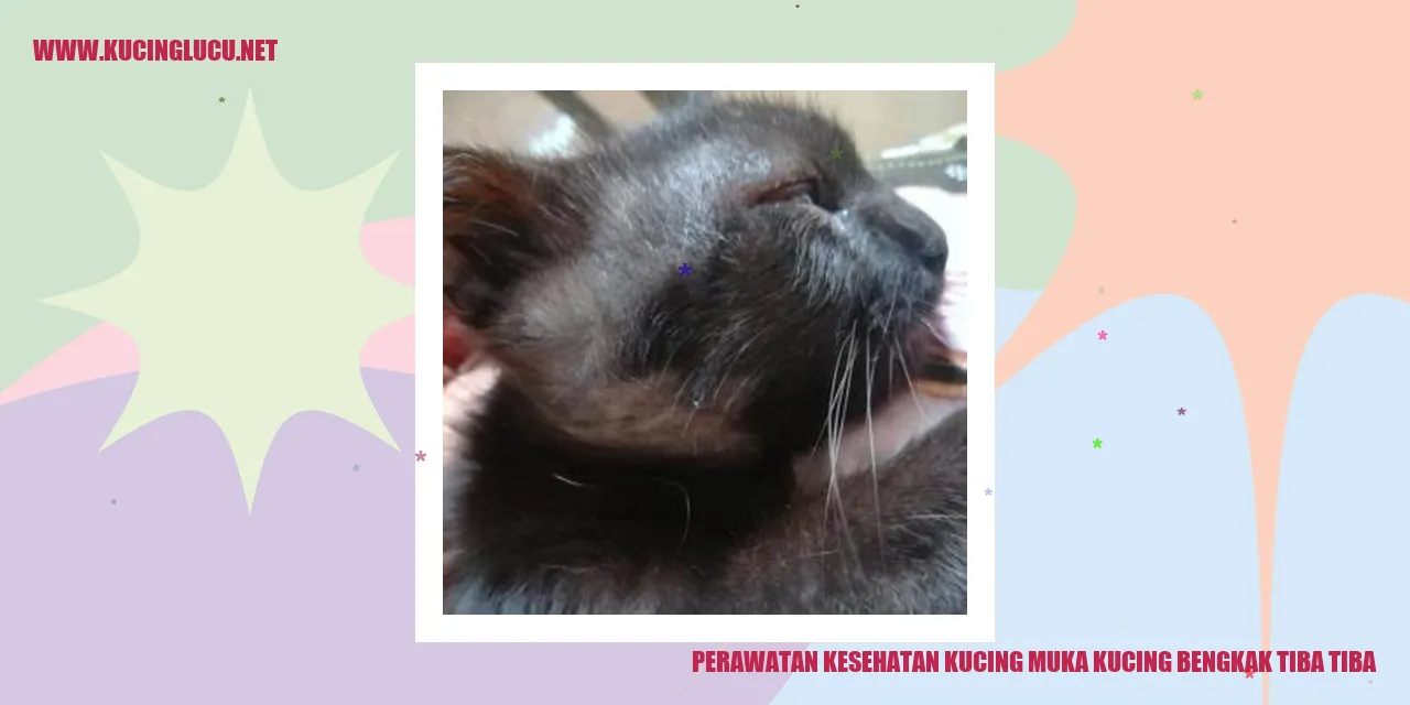 Perawatan Kesehatan Kucing - Muka Kucing Bengkak Tiba-tiba