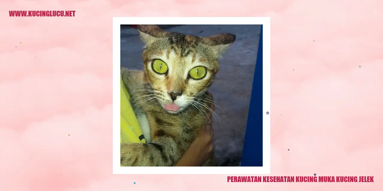 Perawatan Kesehatan Kucing
