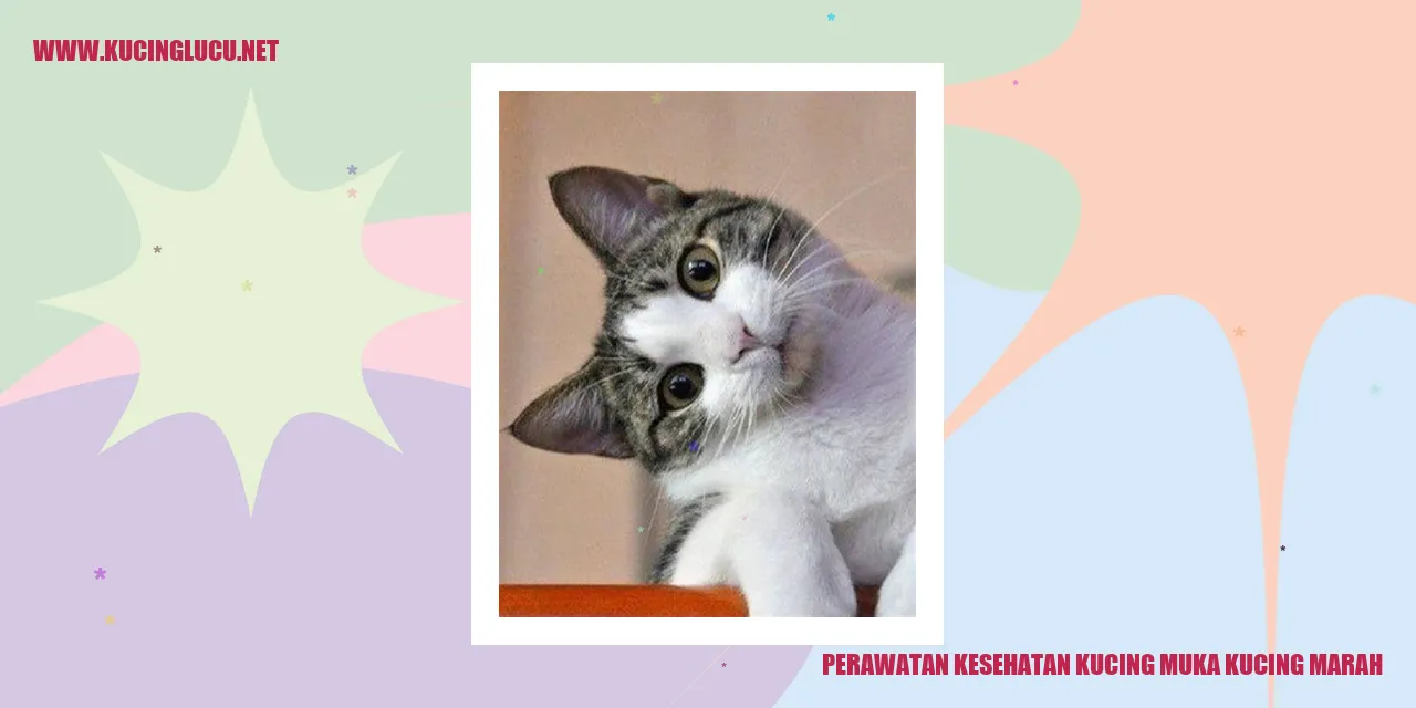 Perawatan Kesehatan Kucing