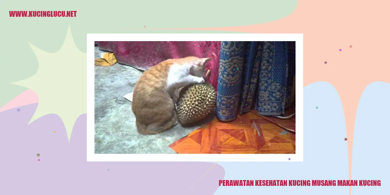 Kucing Musang yang Sehat