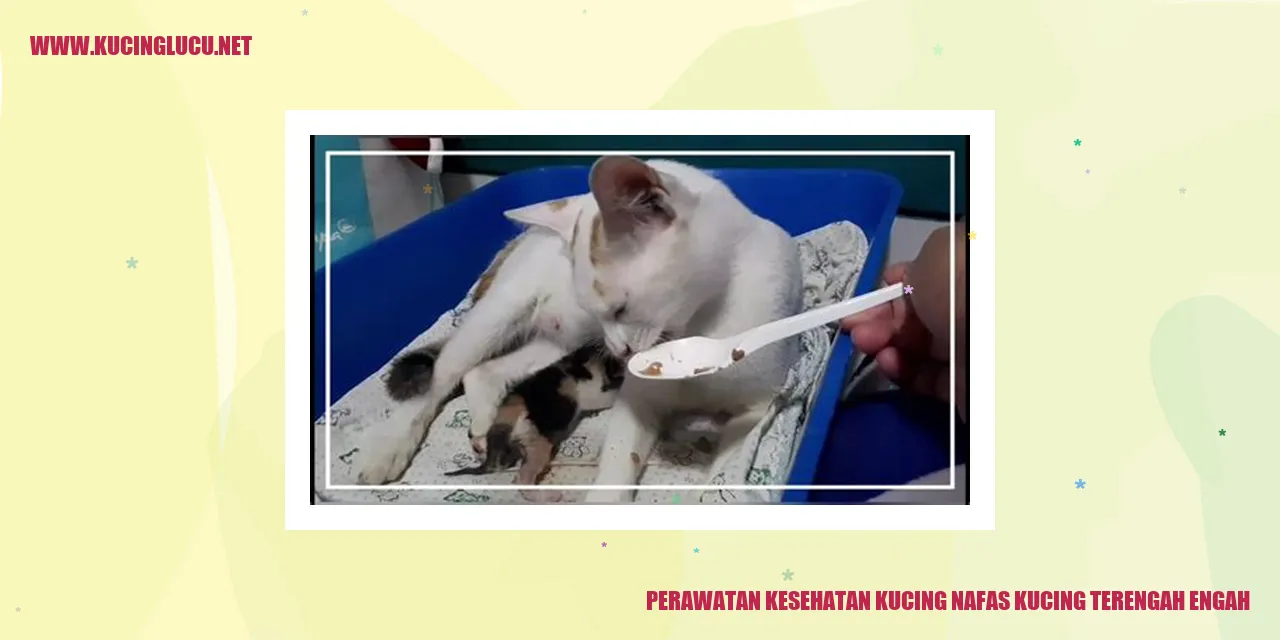 Perawatan Kesehatan Kucing nafas kucing terengah engah