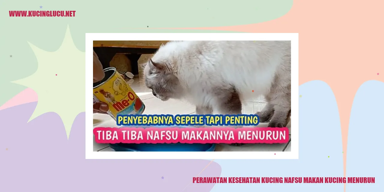 Gambar Kucing Sehat