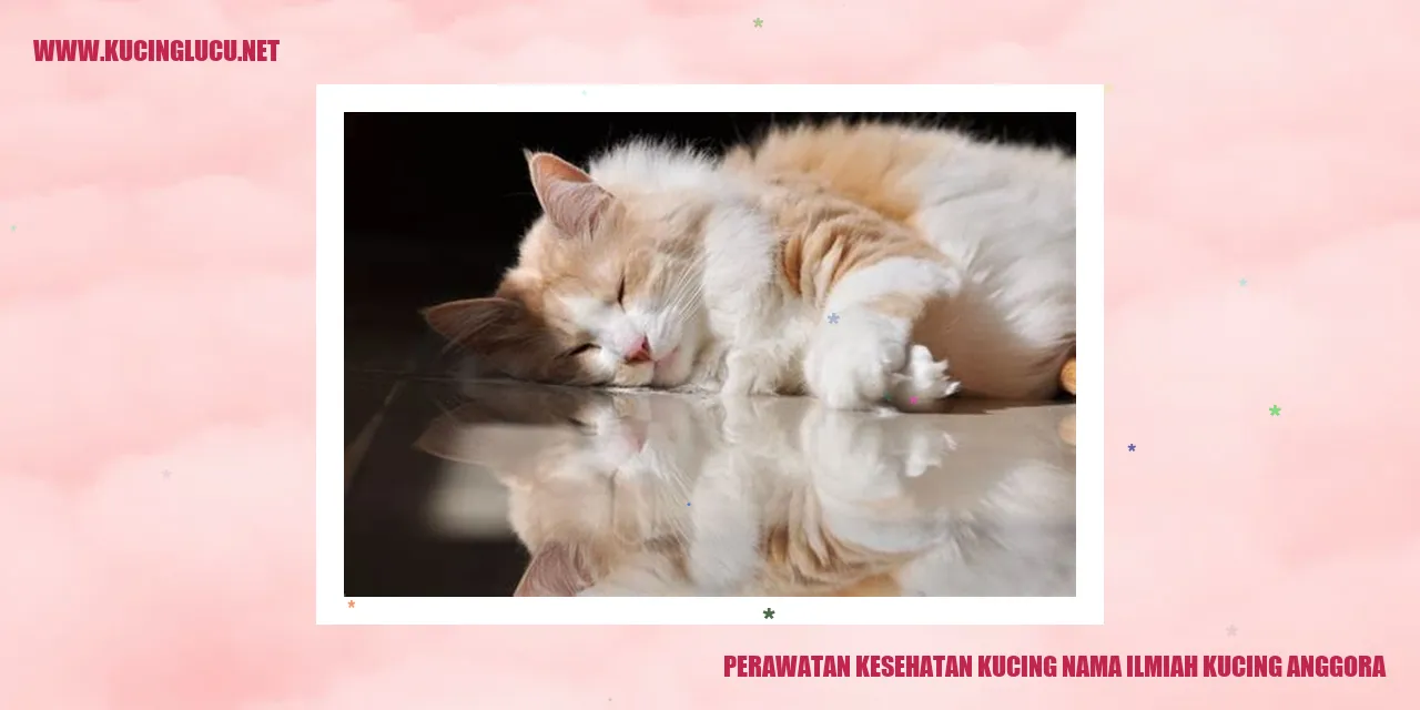 Perawatan Kesehatan Kucing Anggora