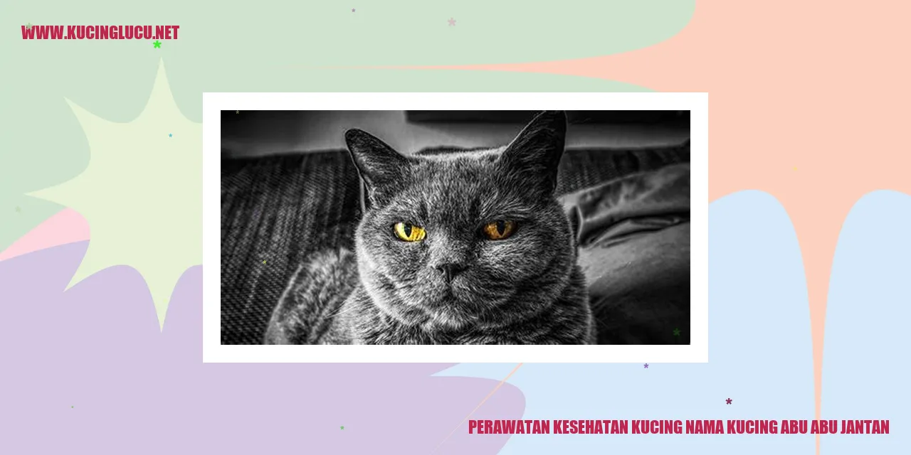 Perawatan Kesehatan Kucing nama kucing abu abu jantan
