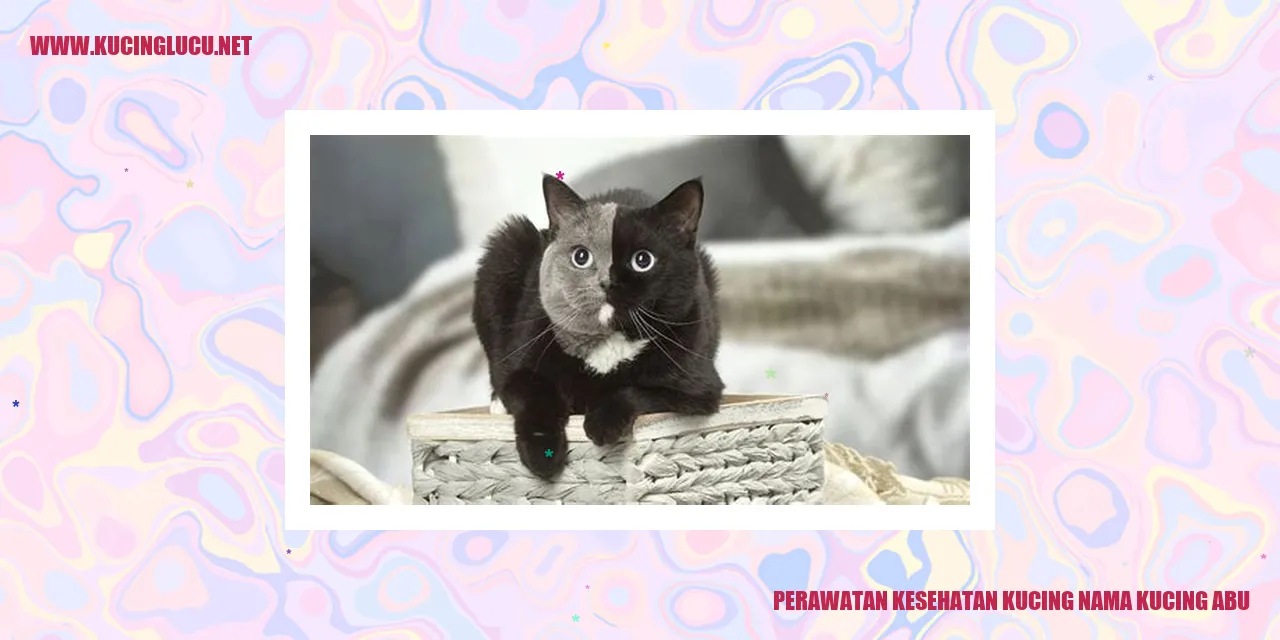 Perawatan Kesehatan Kucing Abu