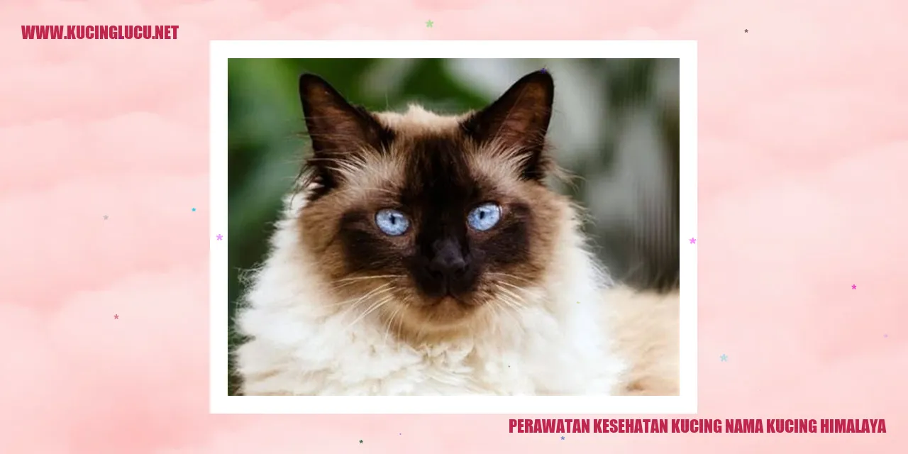 Kucing Himalaya