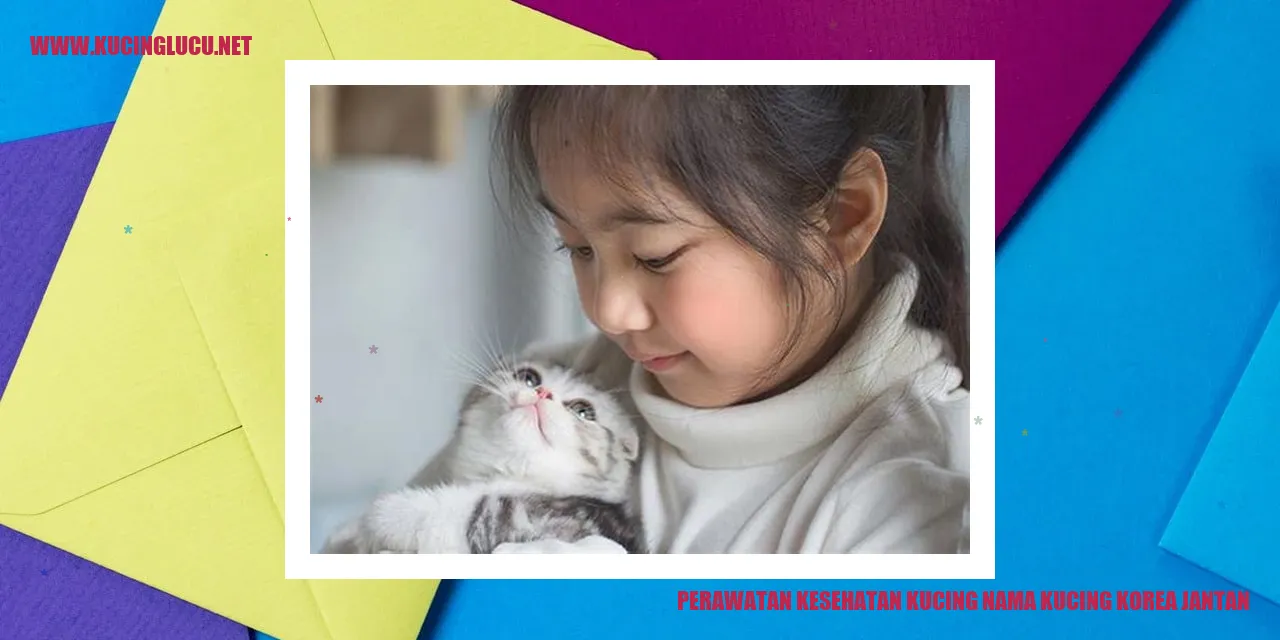 Kucing Korea Jantan