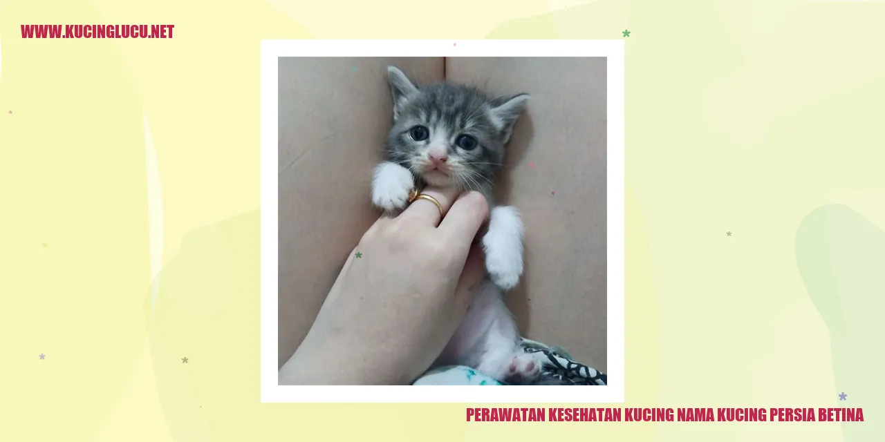 Perawatan Kesehatan Kucing Persia Betina