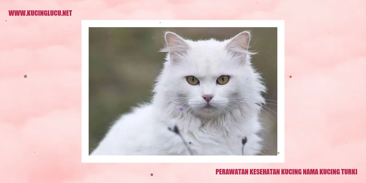 Gambar Kucing Turki