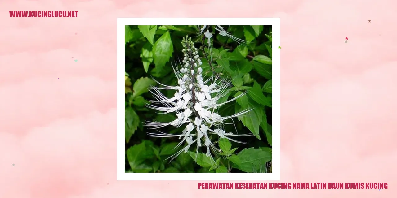 Gambar Daun Kumis Kucing