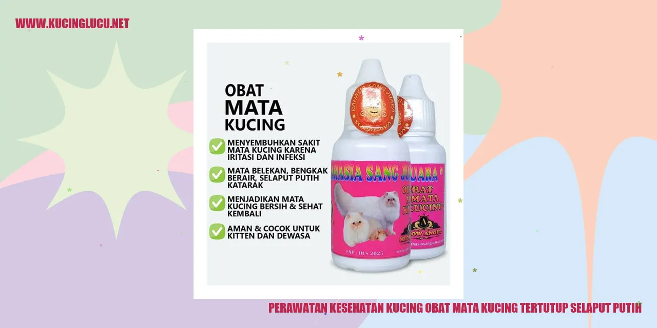 gambar kucing