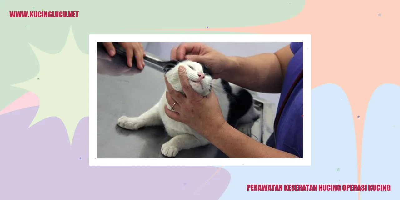 Perawatan Kesehatan Kucing operasi kucing