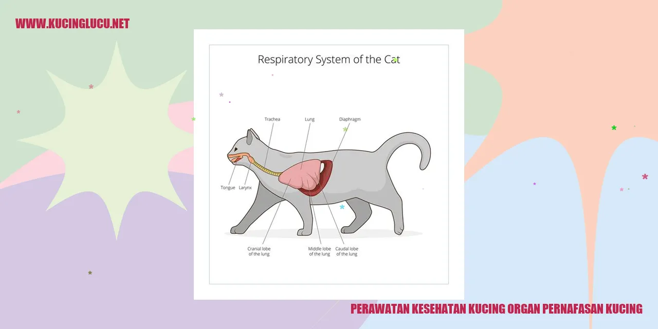 Kucing Menggembungkan Dada