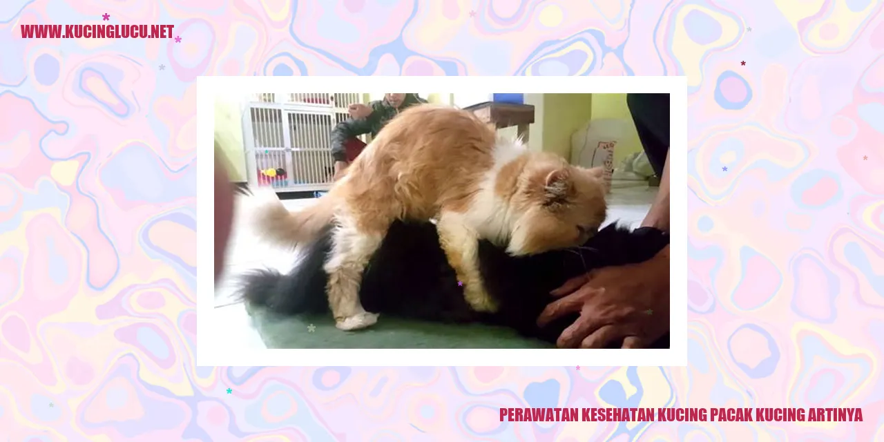 Perawatan Kesehatan Kucing Pacak