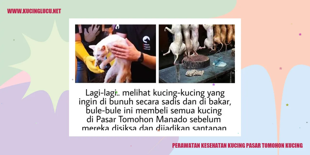 Perawatan Kesehatan Kucing Pasar Tomohon Kucing