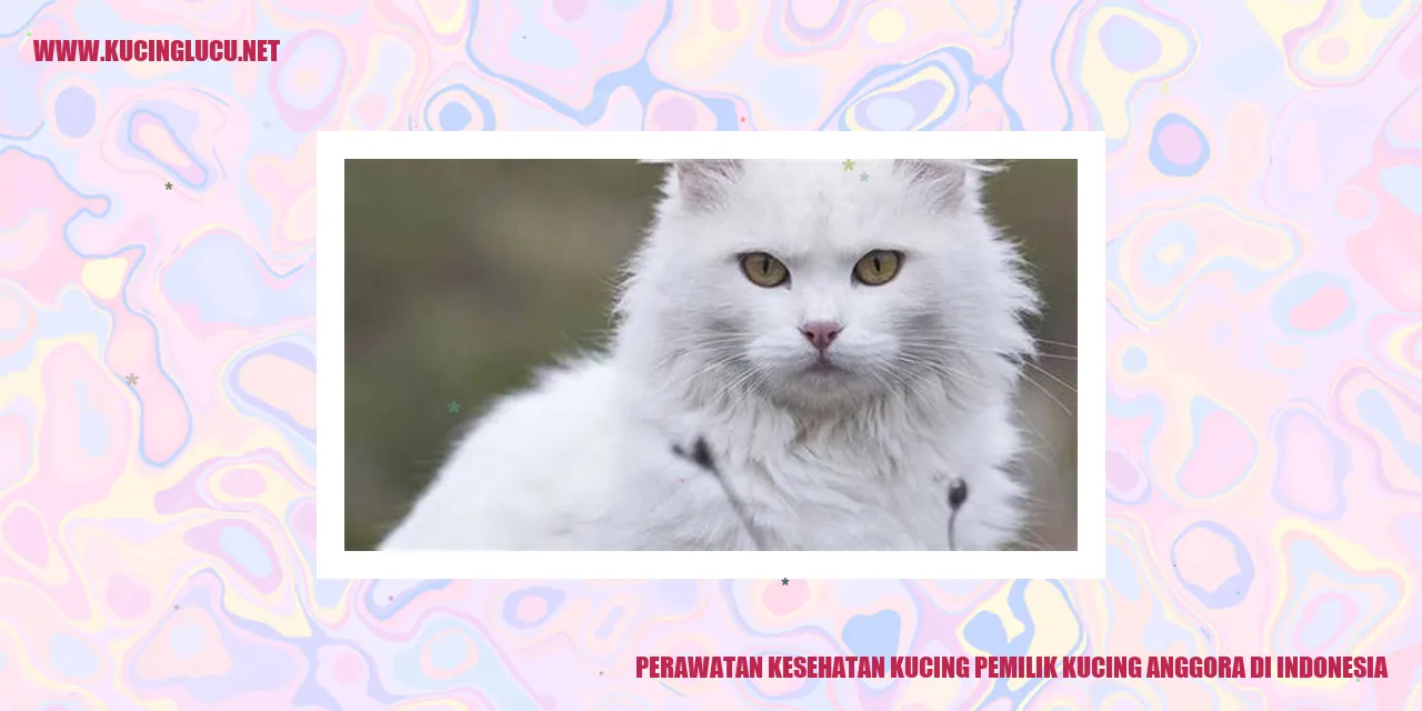 Potret Cantik Kucing Anggora