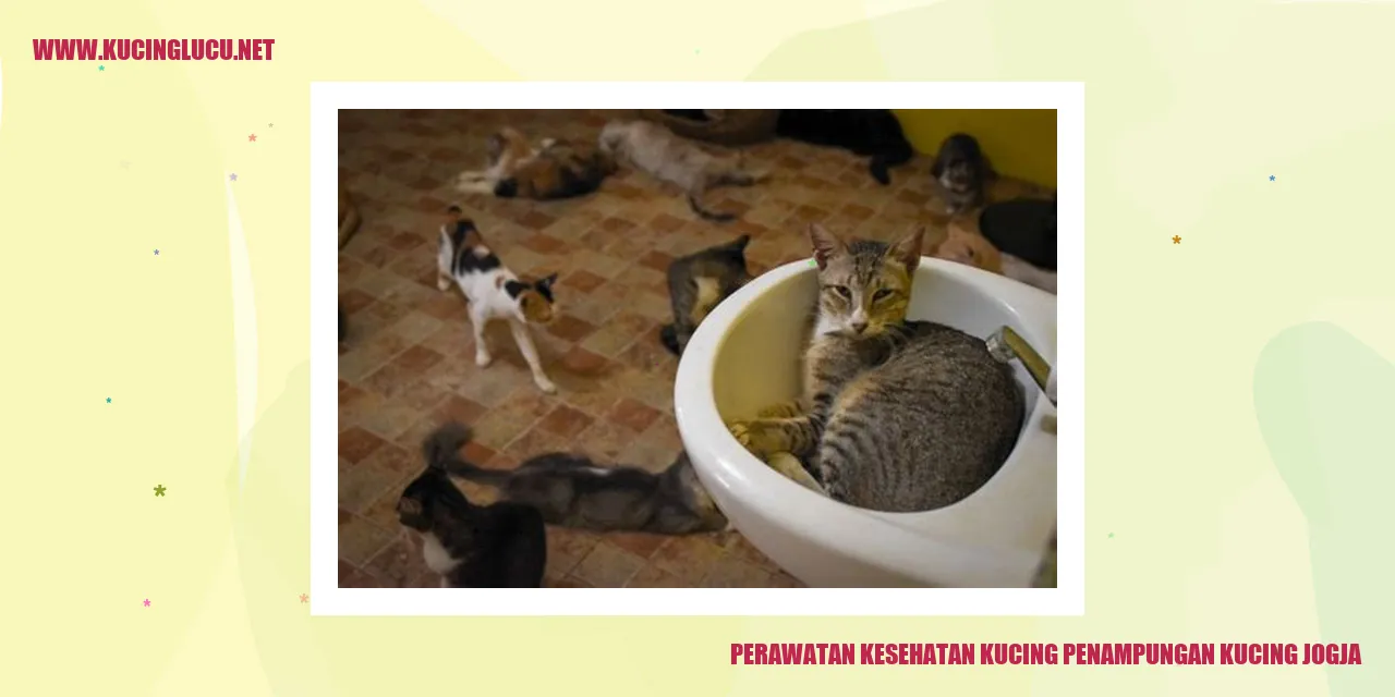 Perawatan Kesehatan Kucing