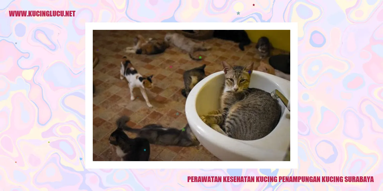 Gambar Kucing Penampungan di Surabaya