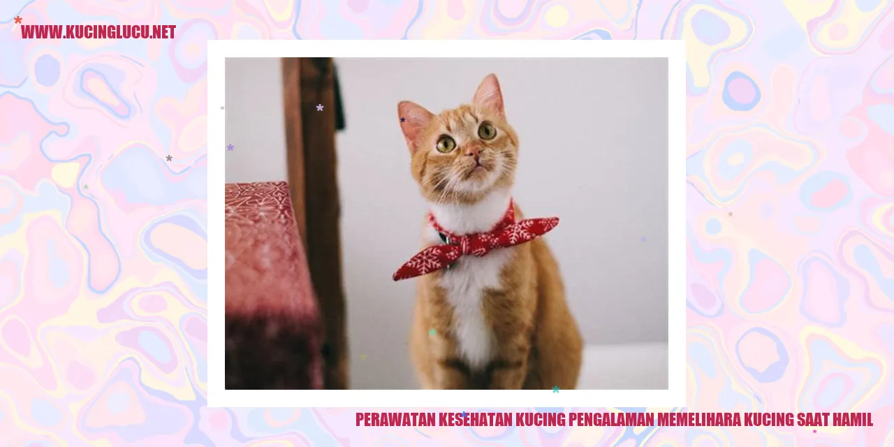 Perawatan Kesehatan Kucing saat Hamil