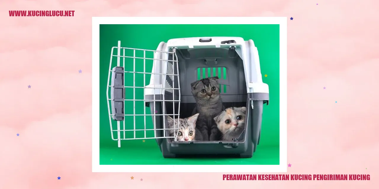 gambar kucing