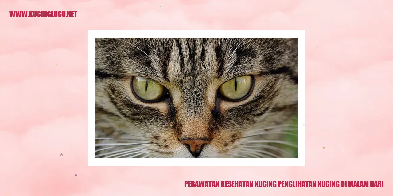 Kucing dengan indra penglihatan tajam di malam hari