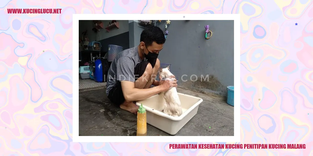 Perawatan Kesehatan Kucing