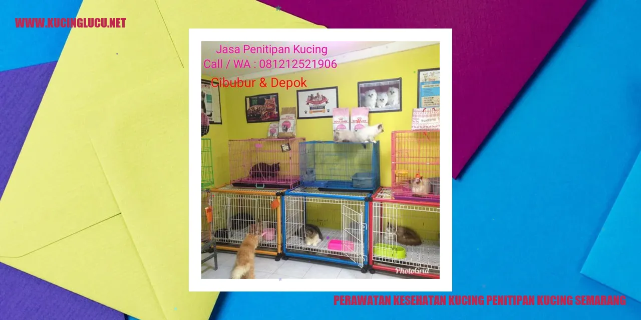 Perawatan Kesehatan Kucing di Penitipan Kucing Semarang