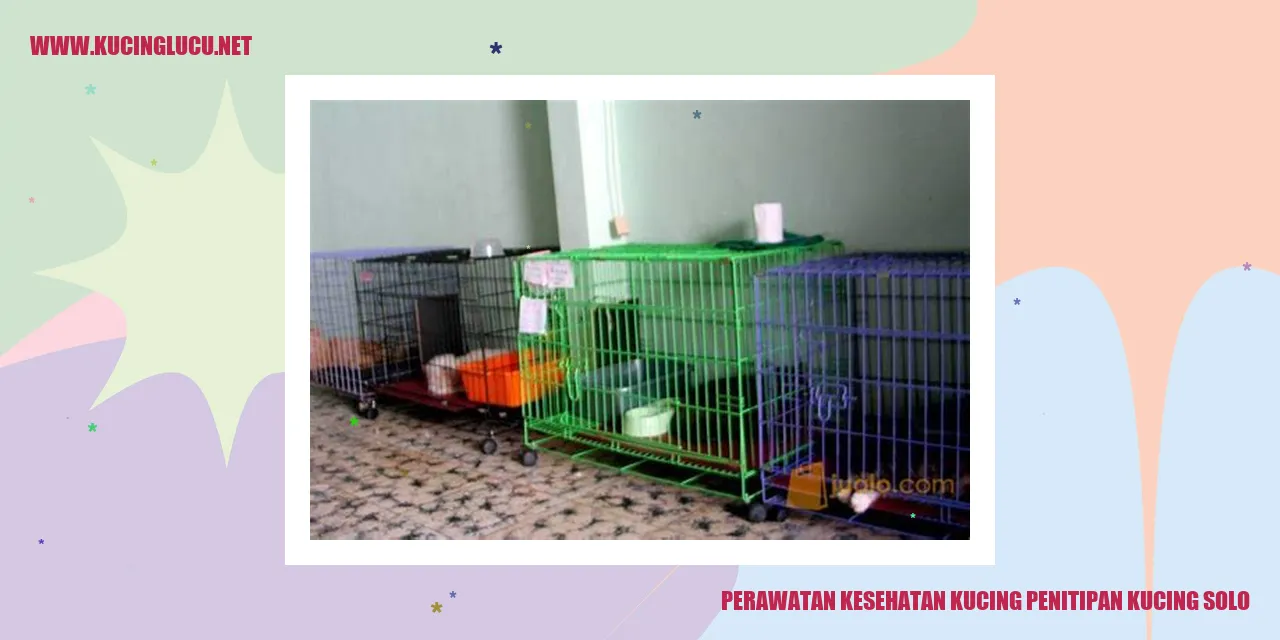 Gambar kucing sehat di penitipan kucing solo