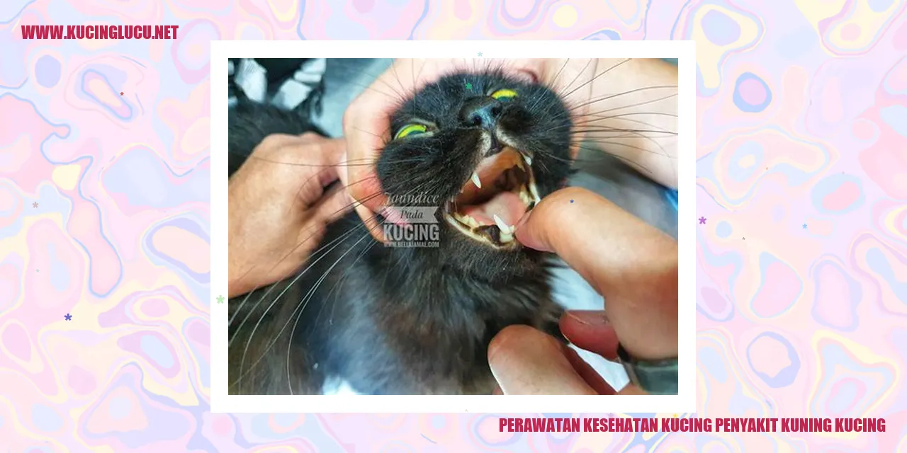 Kucing