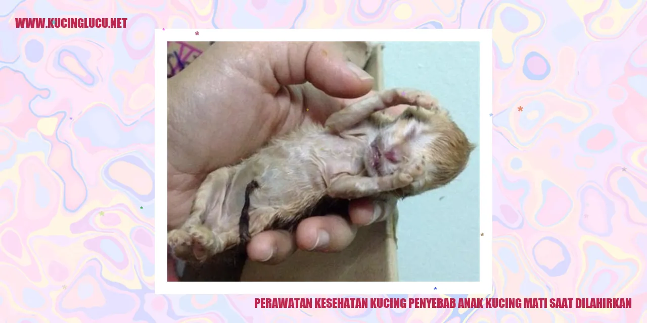 Gambar Kucing