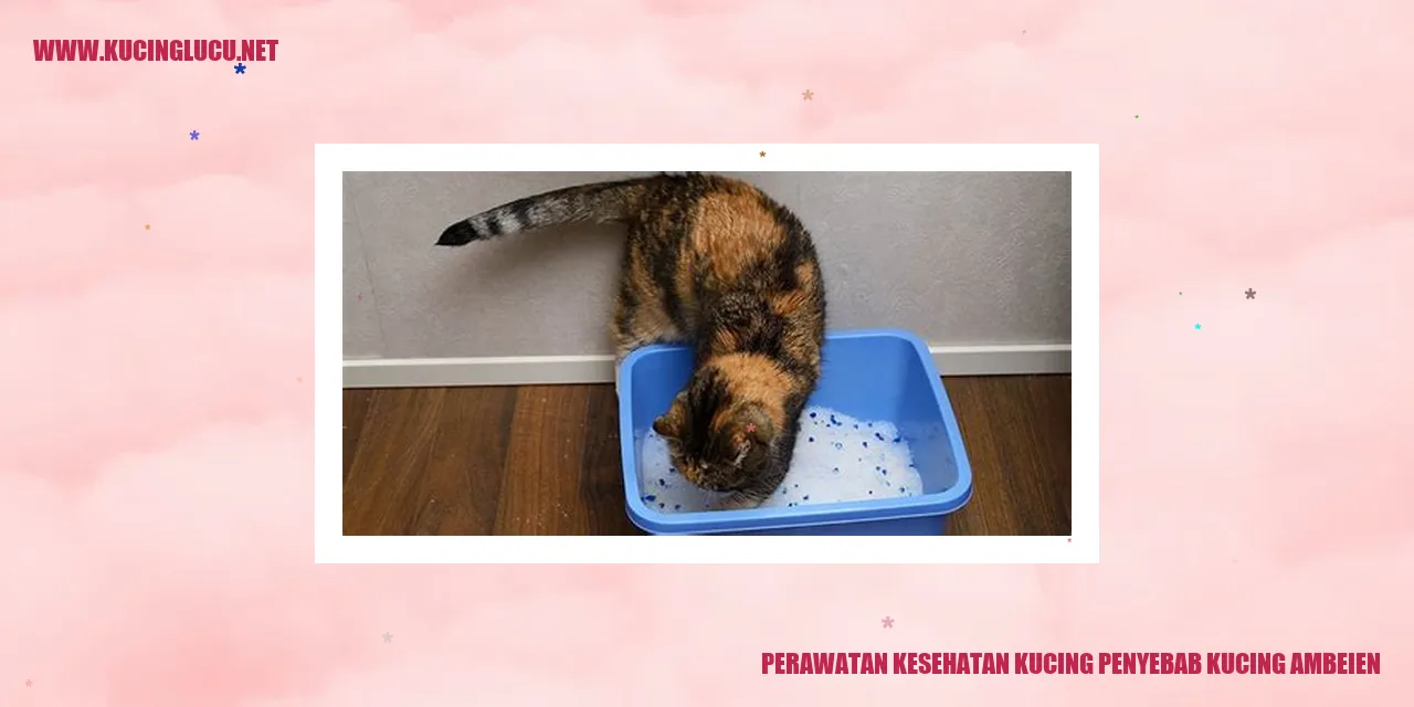 Perawatan Kesehatan Kucing penyebab kucing ambeien