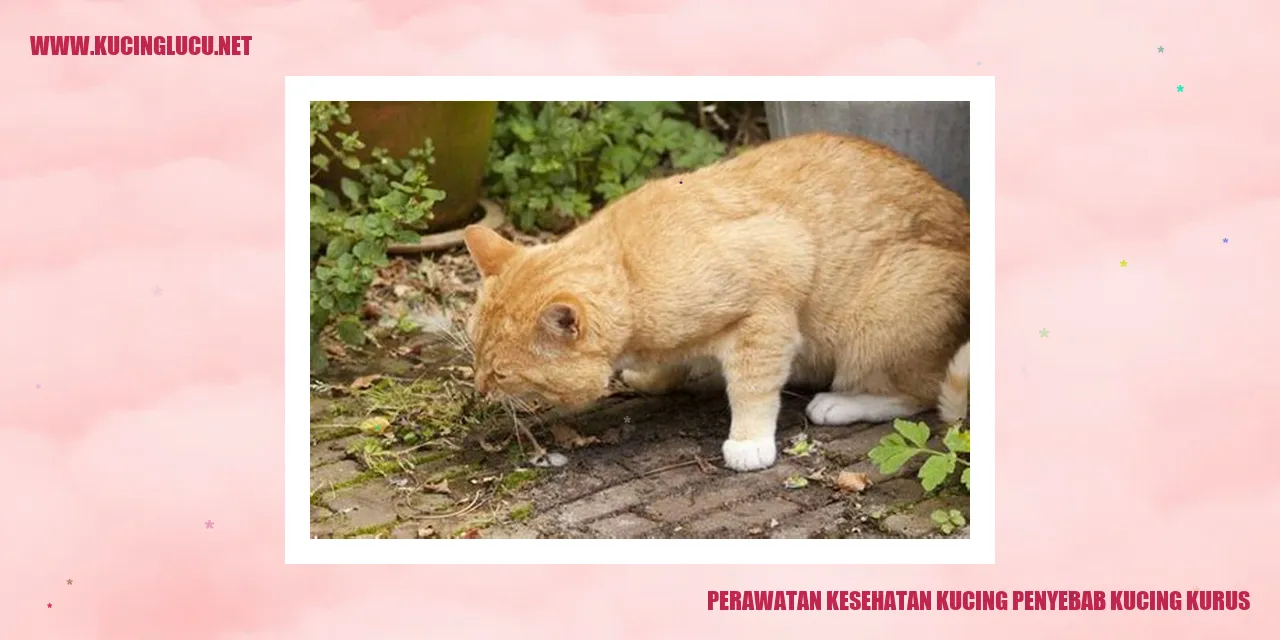 Gambar Kucing Sehat dan Kurus