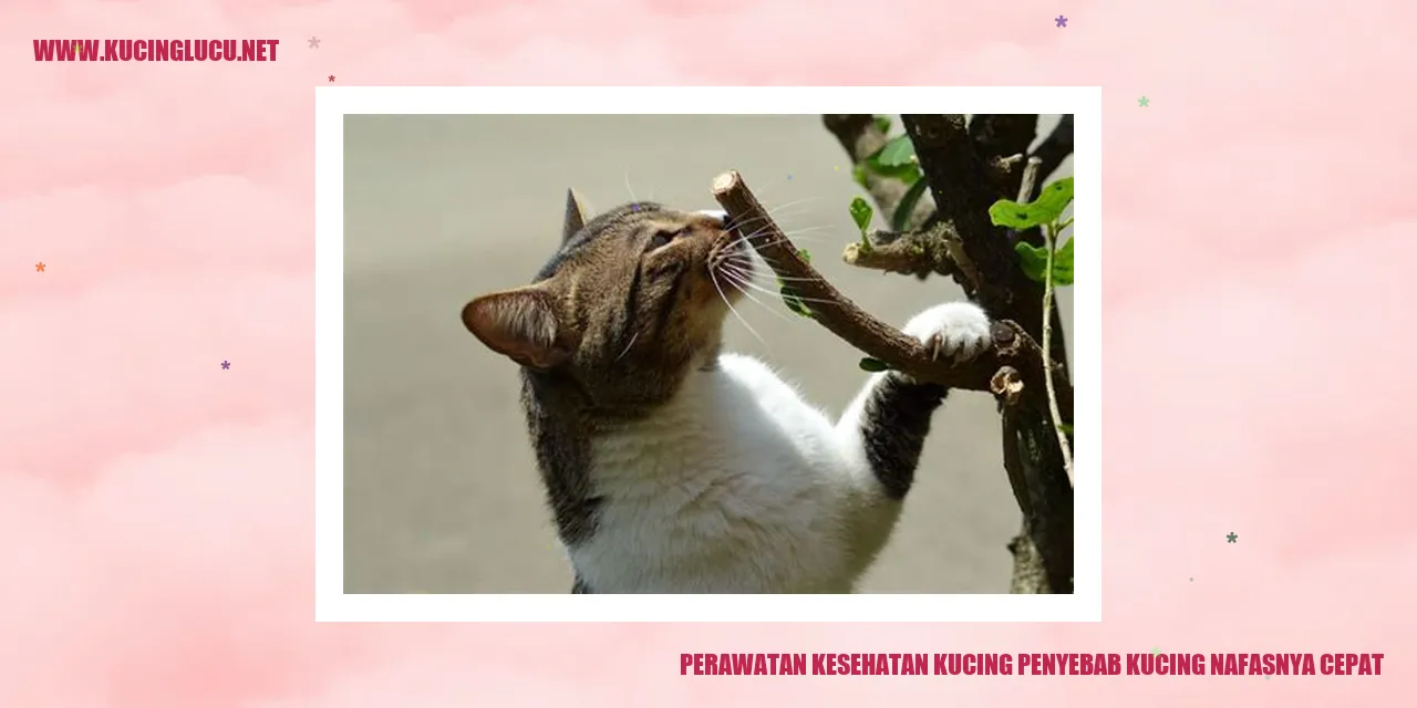 Gambar Kucing