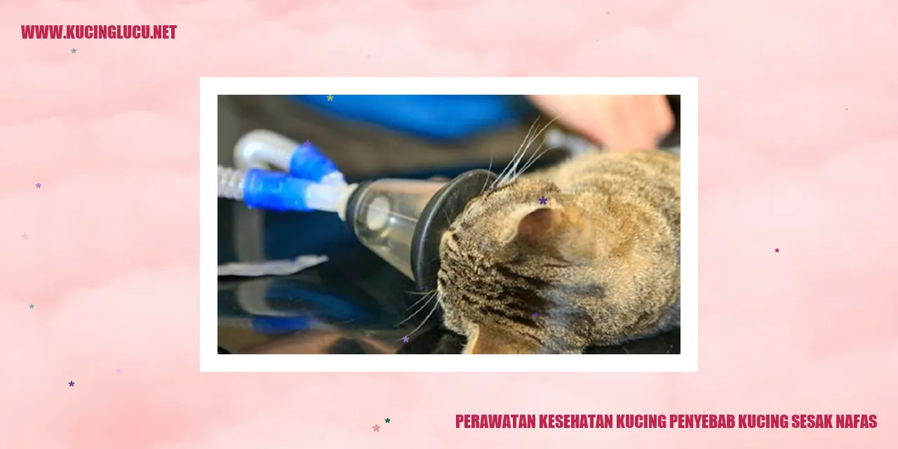 gambar kucing sehat
