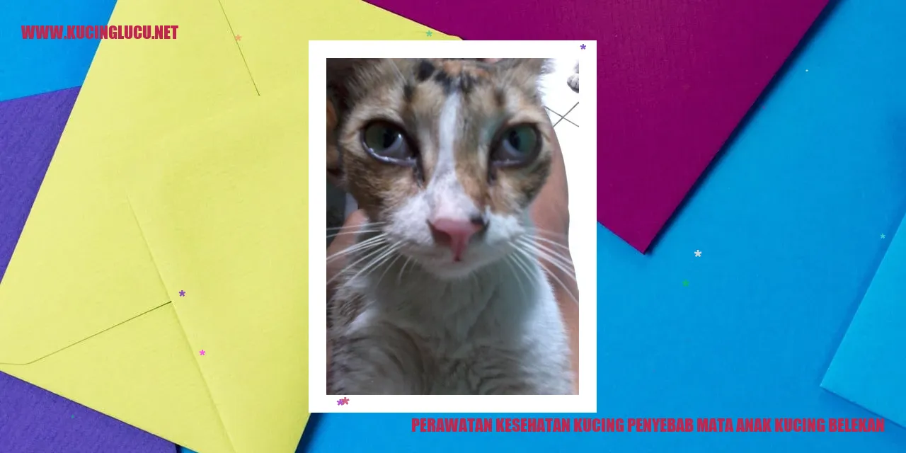 Perawatan Kesehatan Kucing Penyebab Mata Anak Kucing Belekan