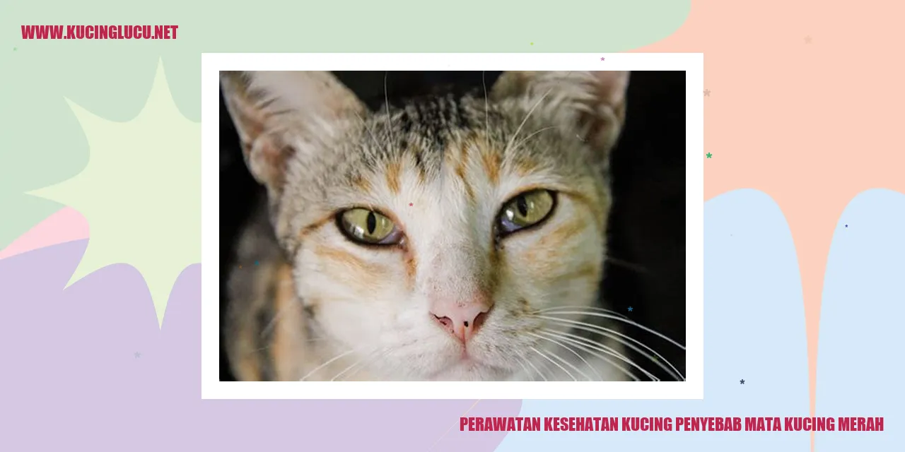 Gambar Kucing Merah