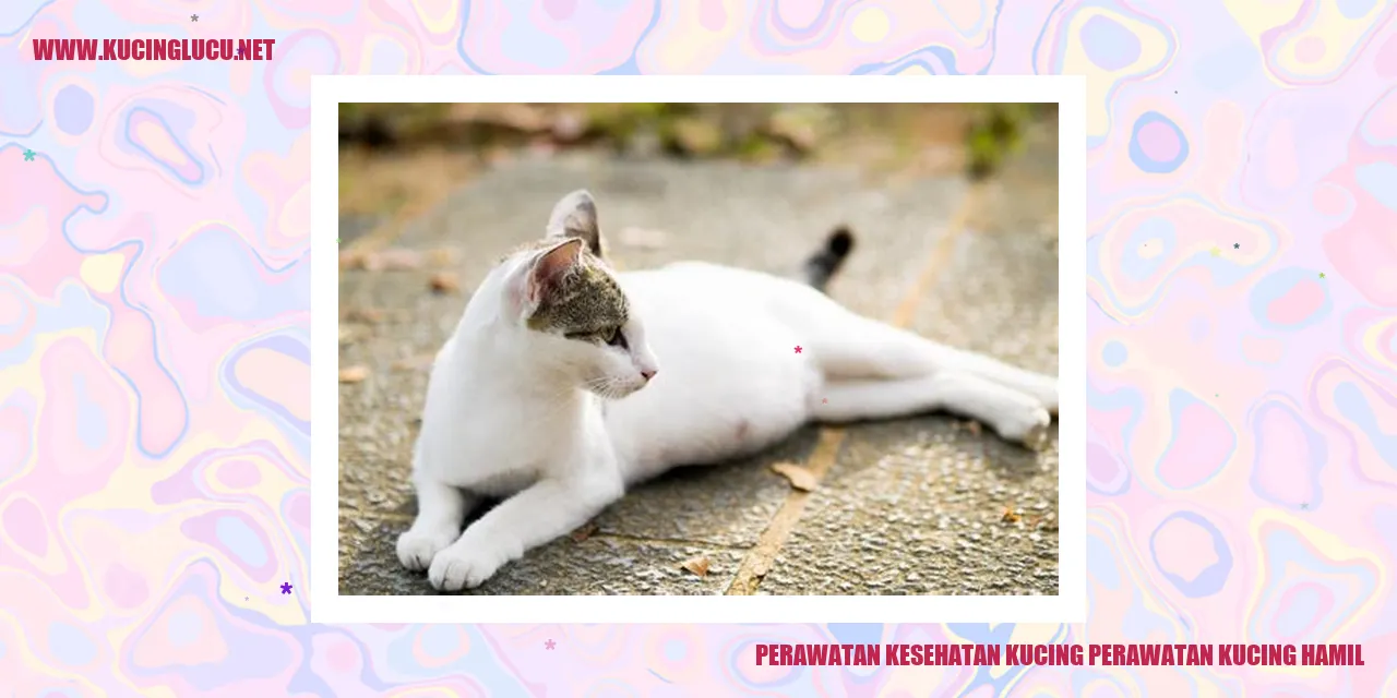Perawatan Kesehatan Kucing perawatan kucing hamil