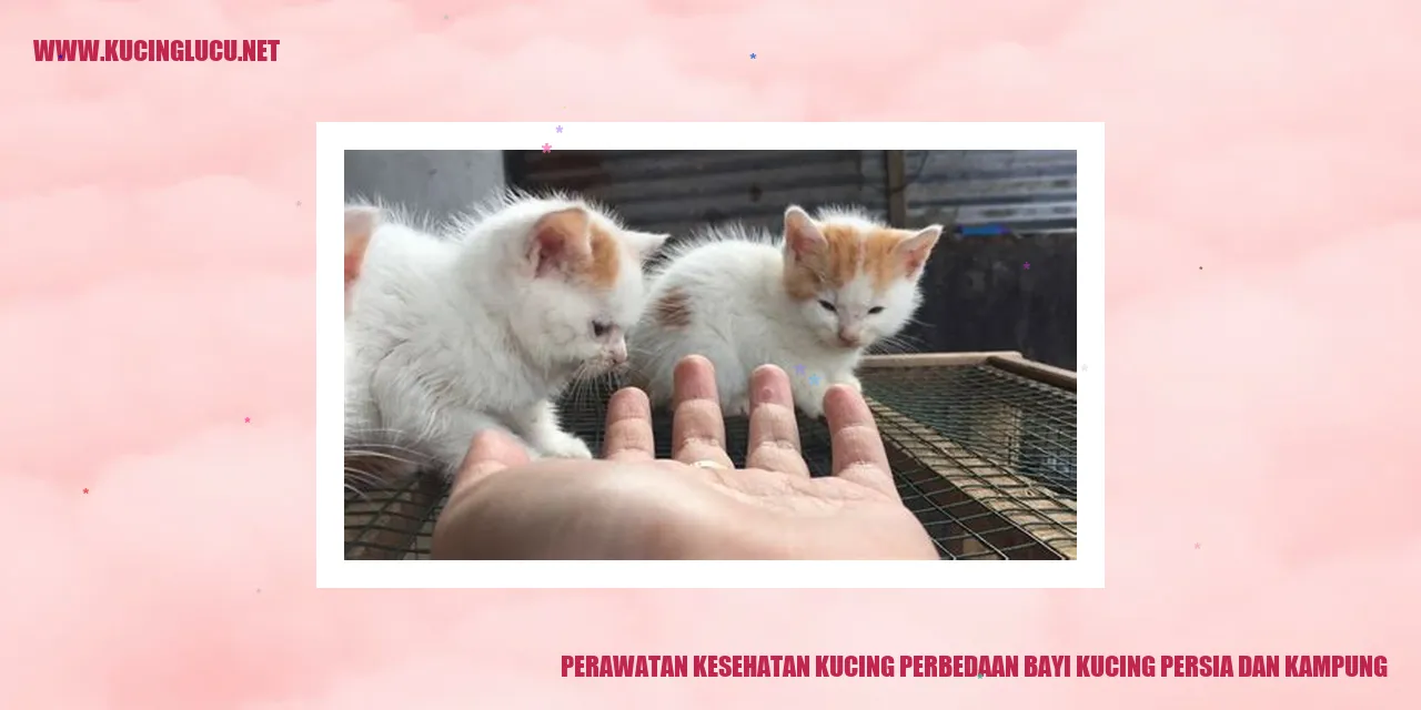 Kucing Persia dan Kucing Kampung