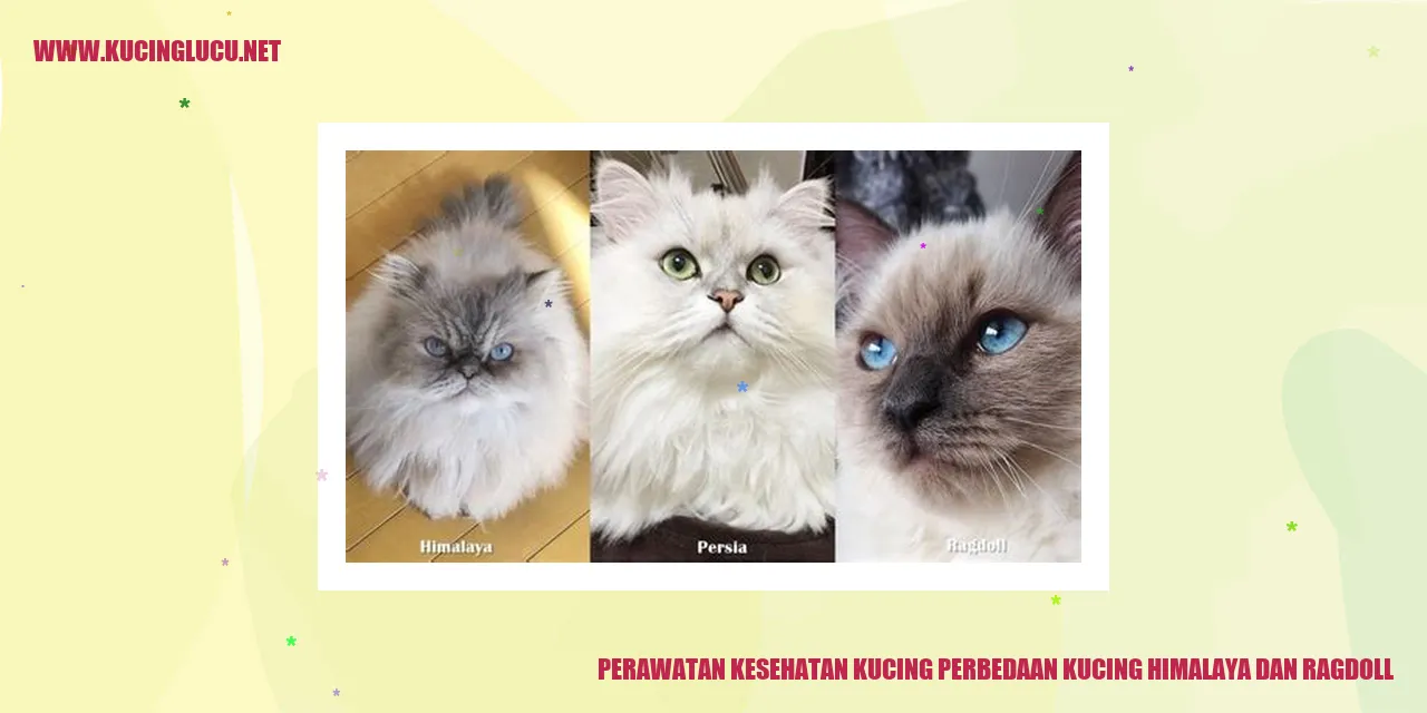Gambar Kucing
