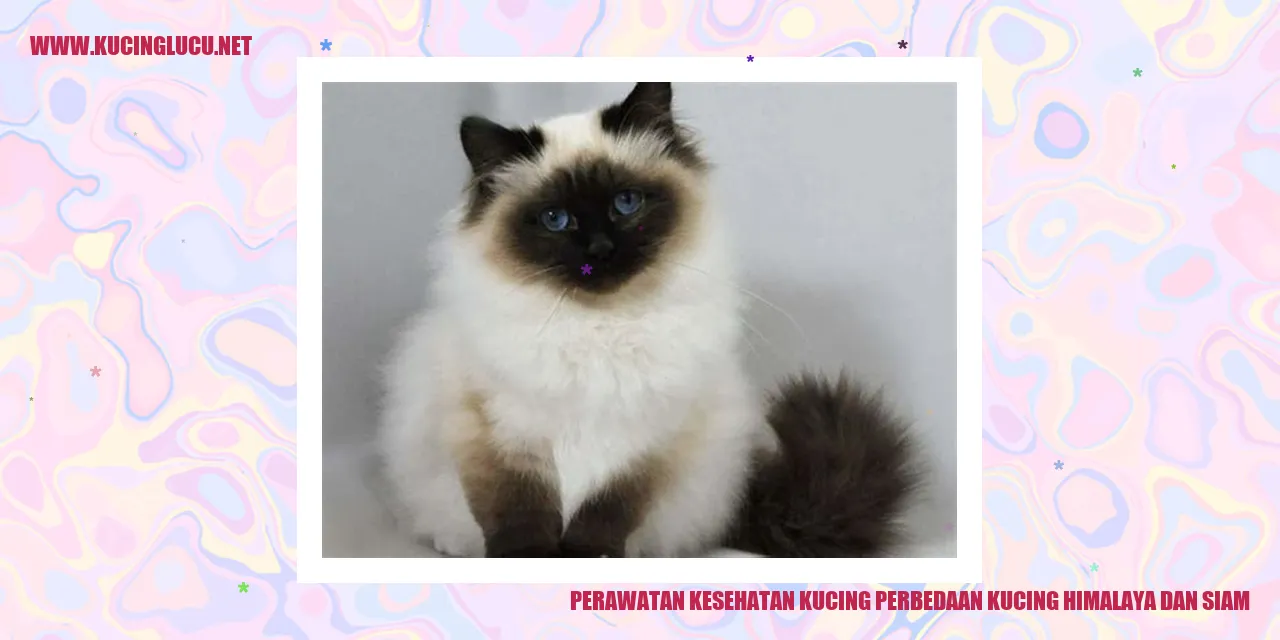 Perawatan Kesehatan Kucing perbedaan kucing himalaya dan siam
