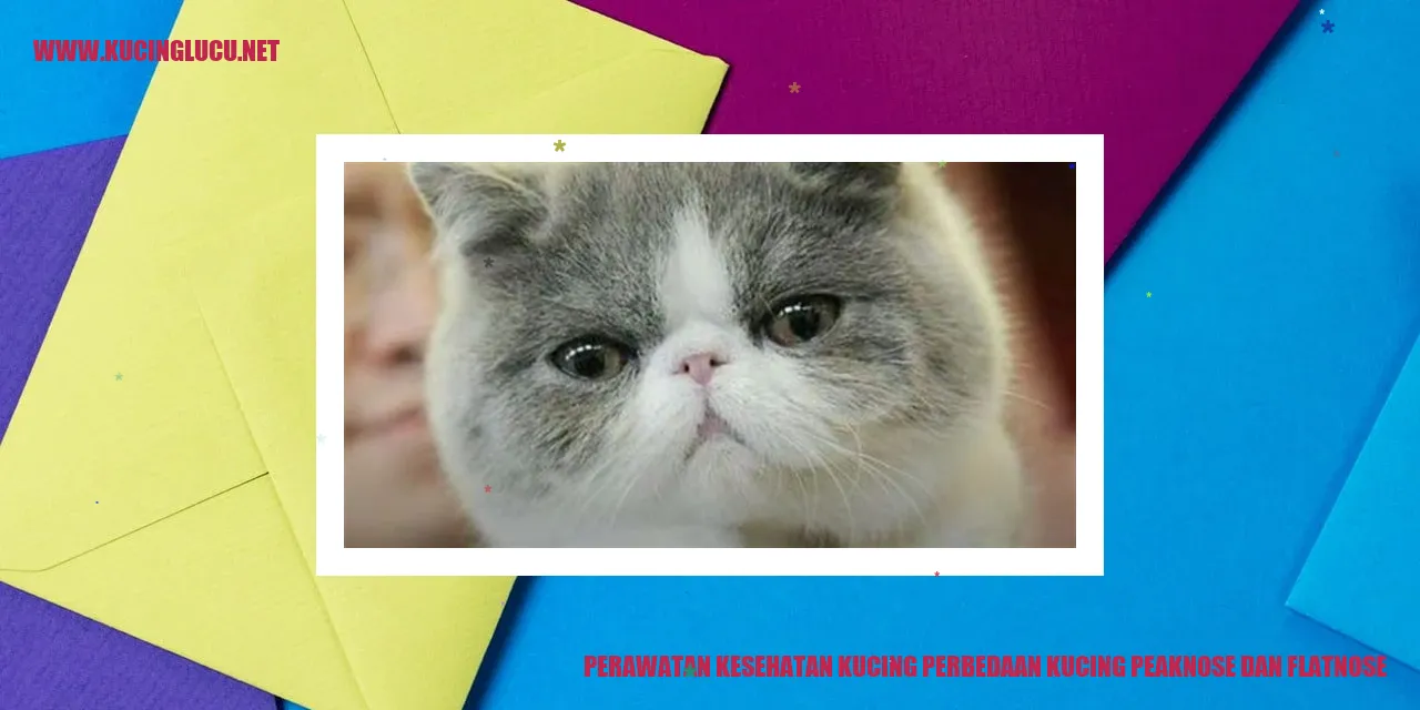 Perawatan Kesehatan Kucing peaknose dan flatnose